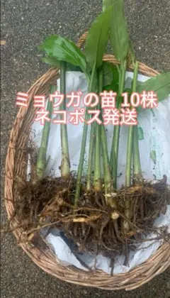 ミョウガの苗10株 香味•薬味野菜苗 ネコポス発送