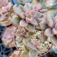 ピーチ姫② ブロンズ姫錦　カット苗　おまけ付き♡ ピーチ姫② ブロンズ姫錦 カット苗 おまけ付き♡ ピーチ姫