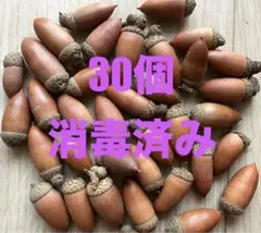 帽子付きどんぐり　30個　マテバシイ