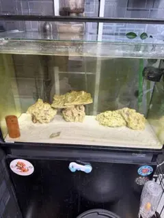 引き取り限定 60cm水槽各種 ばら売り可 コメントしてから購入願います