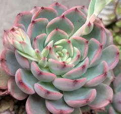 多肉 モーサン カット苗 リエール苗