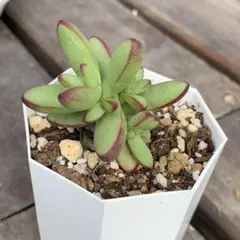 mini.kote.muu様 リクエスト 2点 まとめ商品