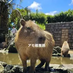 アモ様のサムネイル