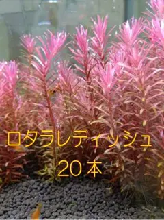 たける様 リクエスト 2点 まとめ商品