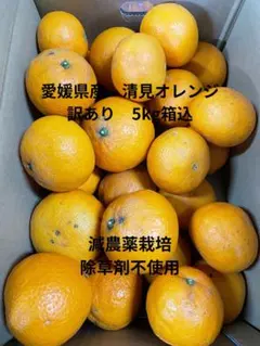 有田産カラマンダリン（南津海）家庭用訳あり品。総重量5kg サイズ おまかせ。 最後みかん 訳あり カラマンダリン 南津海 L~3Lサイズおまかせ 5kg