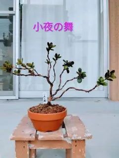 2026年最新】皐月盆栽の人気アイテム - メルカリ