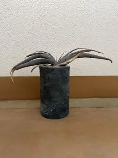 アロエストリアツラ 観葉植物 約70cm ブラウン鉢 - メルカリ