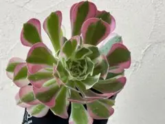聖*様 多肉植物 アエオニウム ブラックチェリー カット苗 ◎メルカリ便