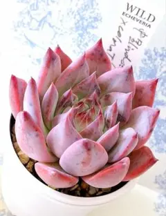 2025年最新】多肉リンゼアナの人気アイテム - メルカリ