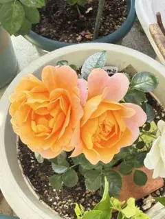 ミニバラ♡淡いオレンジ＆レモンイエロー♡3.5号♡ポットごと宅急便