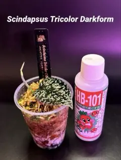 スキンダプサス・スワーナブミ 斑入り B1 - メルカリ