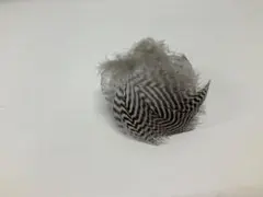 Item thumbnail for item 4b26a4f7-e15c-4d84-b201-aa743d3c8d82