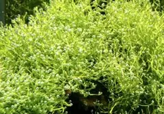 ahh様 リクエスト 2点 まとめ商品