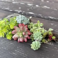 多肉植物 ❤︎ ちまちま　寄せ植え
