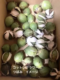 2025年最新】コットンフラワー 綿花の人気アイテム - メルカリ