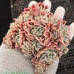 なおちゃん　多肉植物2点目から50円引き様 リクエスト 8点 まとめ商品