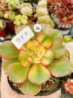 （*）様 34 ライチ 多肉植物 アエオニウム 抜き苗
