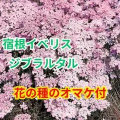 宿根イベリス ジブラルタル 種 15粒　花の種のオマケあり