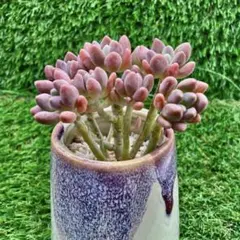 ウナギイヌ様 リクエスト 2点 まとめ商品