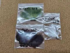 かぱこ様専用