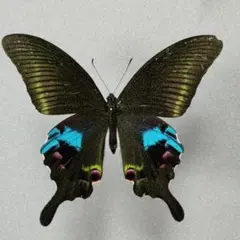 タカネクジャクアゲハ ♂標本 ★北東インド産★80mm詳細ラベル付美麗標本 Yahoo!オークション - 外国産蝶標本 タカネクジャクアゲハ A