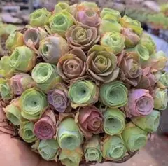 a*i様 新入荷　グリーノビア　ミックス35苗セット　カット苗　アエオニウム