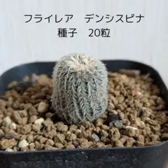 白木(プロフは読まなくていいよ)様 リクエスト 2点 まとめ商品