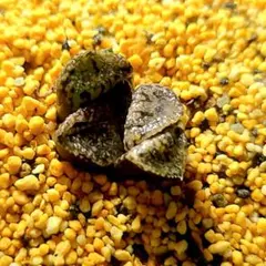 1773 ◎ ナイトメアピクタ 実生多肉植物 ハオルチア アロエのサムネイル