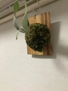 ビカクシダ リドレイ 板付 国内胞子培養株 0524d - メルカリ