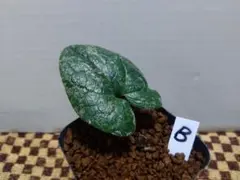 2025年最新】斑入りカンアオイの人気アイテム - メルカリ