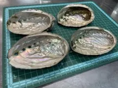 アワビの殻　特大貝殻 4個セット　ハンドメイド素材　丁寧処理