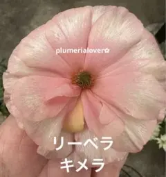 2025年最新】ラナンキュラス ラックス リーベラの人気アイテム - メルカリ