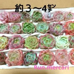 c38多肉植物エケベリアカット苗☆寄植え詰め合わせセット☆