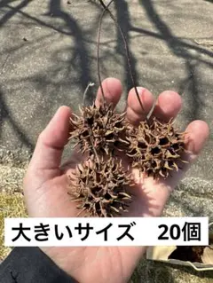 フウの実［大きいサイズ］のサムネイル