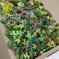 セダム　詰め合わせ20種類　カット苗　ネコポス匿名配送