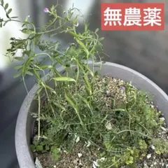 2026年最新】カラスノエンドウの人気アイテム - メルカリ
