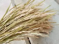 めぐみ工房 北海道ドライフラワー 北海道産・ゆめぴりか稲穂50本セット 国産