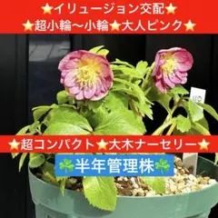 2026年最新】クリスマスローズ 種の人気アイテム - メルカリ