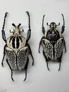 ゴライアス標本まとめ売り 2025年最新】ゴライアス標本の人気アイテム - メルカリ