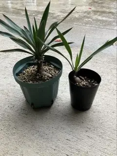 トマト様 リクエスト 3点 まとめ商品