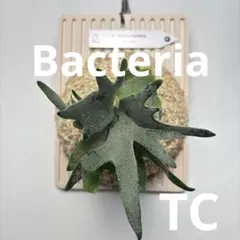 P. Willinckii Bacteria (TC)【82】のサムネイル