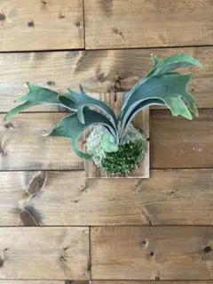 ヒ*ロ様 ベイチーワイルド　ミックス胞子撒き　10/4 Yahoo!オークション - P. veitchii wild (vp#10) ビカクシダ【vandaka