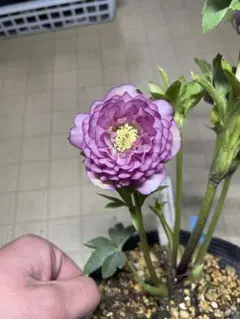 2026年最新】加藤農園 アフロディーテの人気アイテム - メルカリ