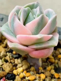 ラブリーローズ錦 虹斑入り レア 多肉植物 エケベリア 抜き苗 - メルカリ