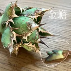 た*ぞ様 オークション【親株写真あり】匿名配送　脇芽　ぶつぶつ　太棘　　アガベのサムネイル