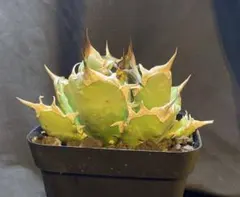 2026年最新】チタノタ悪魔くんの人気アイテム - メルカリ