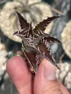 C*O様 Dyckia 'Pink Millipede' - メルカリ