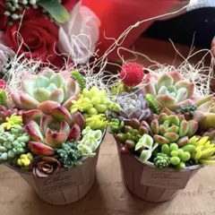 2個セット♡多肉植物寄せ植え♡そのまま飾れる♡