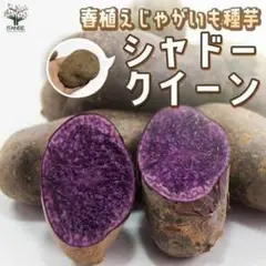 トウガラシ種子 （ピメンタ・デ・シェイロ）種子0.3g入り（約100粒