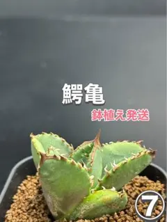 2025年最新】ブツブツ アガベの人気アイテム - メルカリ